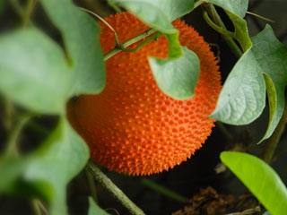 Gac Fruit